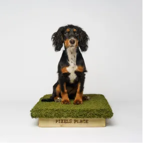 Place Board Dog Training Platform